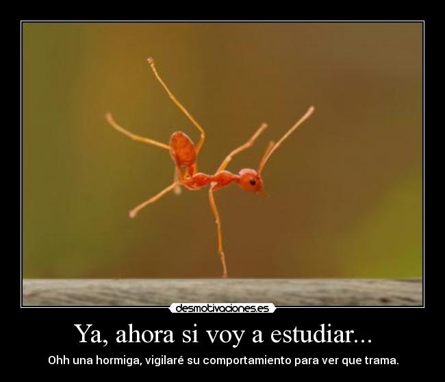 Ya, ahora si voy a estudiar... -