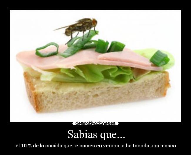 Sabias que... - el 10 % de la comida que te comes en verano la ha tocado una mosca