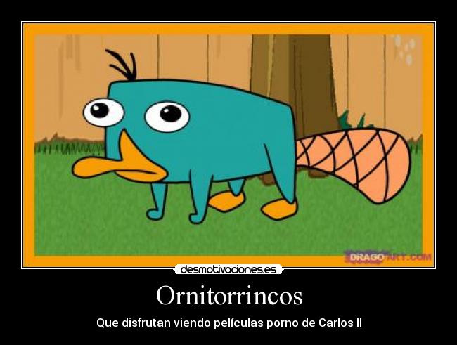 Ornitorrincos - 