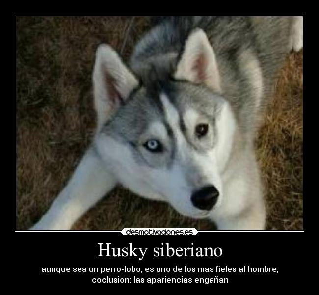 Husky siberiano - aunque sea un perro-lobo, es uno de los mas fieles al hombre,
coclusion: las apariencias engañan