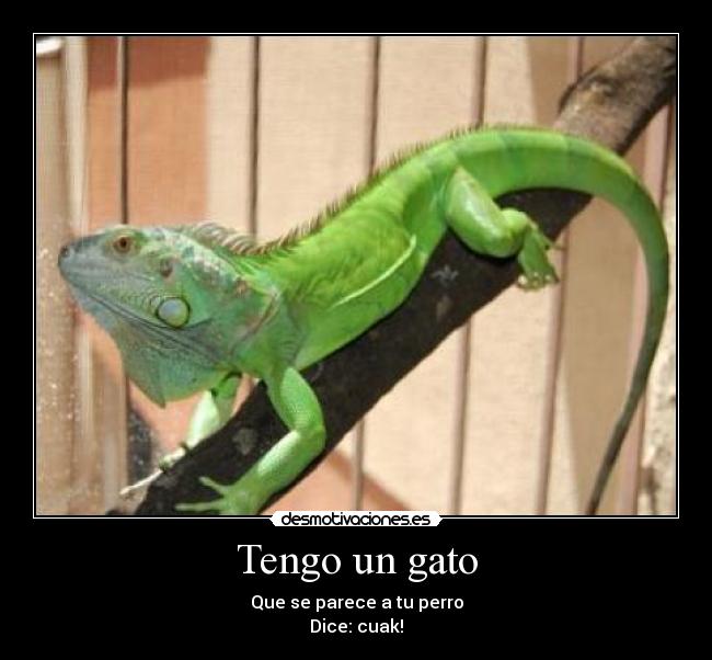 Tengo un gato - Que se parece a tu perro
Dice: cuak!