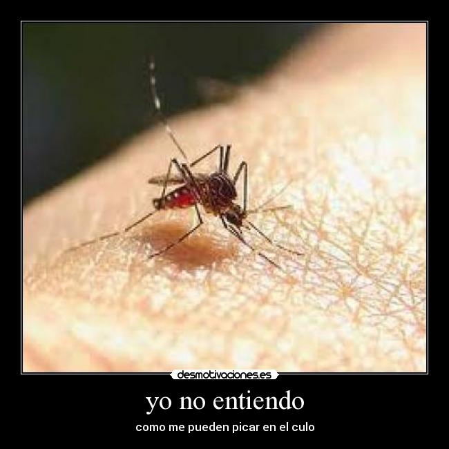 yo no entiendo - 