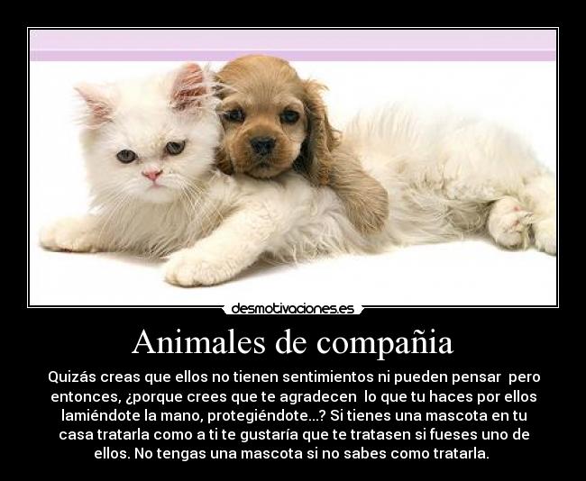 Animales de compañia - Quizás creas que ellos no tienen sentimientos ni pueden pensar  pero
entonces, ¿porque crees que te agradecen  lo que tu haces por ellos
lamiéndote la mano, protegiéndote...? Si tienes una mascota en tu
casa tratarla como a ti te gustaría que te tratasen si fueses uno de
ellos. No tengas una mascota si no sabes como tratarla. 