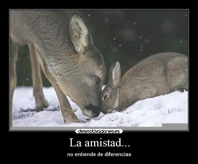 La amistad... - no entiende de diferencias