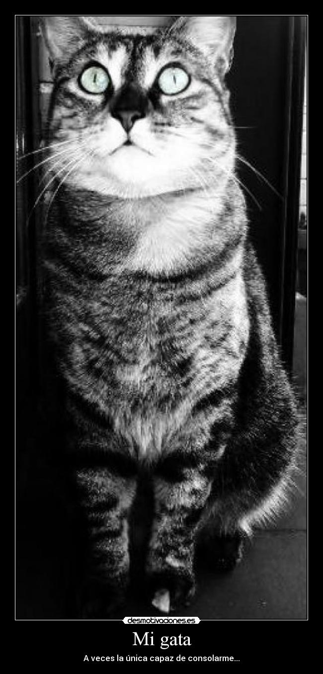 Mi gata - A veces la única capaz de consolarme...