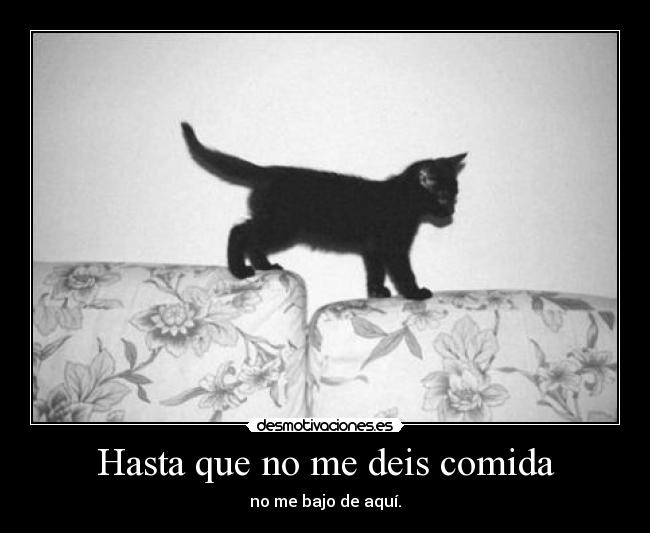 Hasta que no me deis comida - no me bajo de aquí.