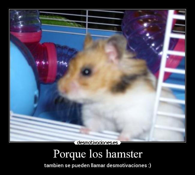 Porque los hamster -