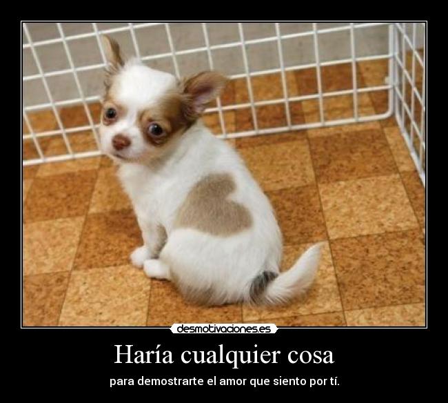 Haría cualquier cosa - para demostrarte el amor que siento por tí.