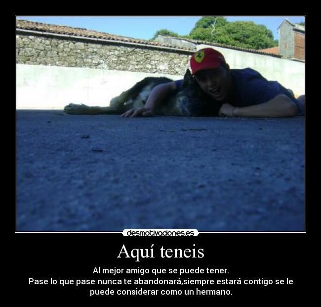 carteles perro navizas desmotivaciones