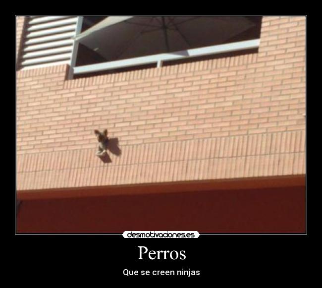 Perros - 