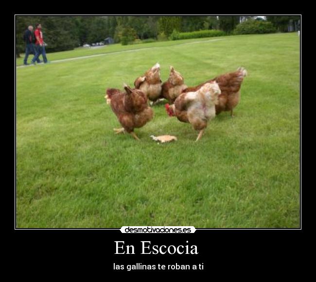 En Escocia - las gallinas te roban a ti