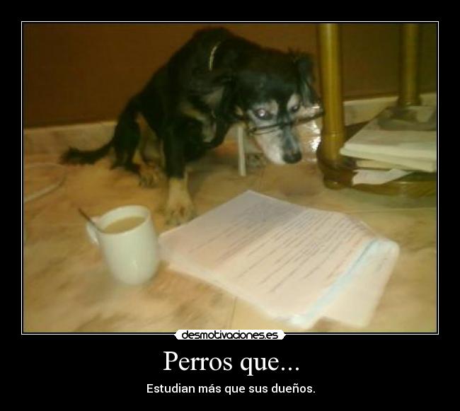 Perros que... - Estudian más que sus dueños.