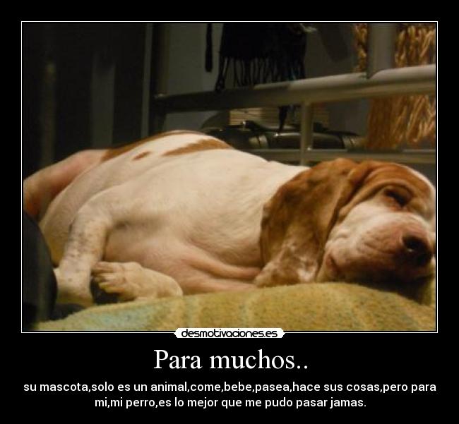 Para muchos.. - su mascota,solo es un animal,come,bebe,pasea,hace sus cosas,pero para
mi,mi perro,es lo mejor que me pudo pasar jamas.