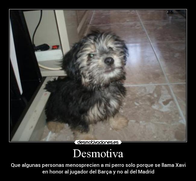 Desmotiva - Que algunas personas menosprecien a mi perro solo porque se llama Xavi
en honor al jugador del Barça y no al del Madrid