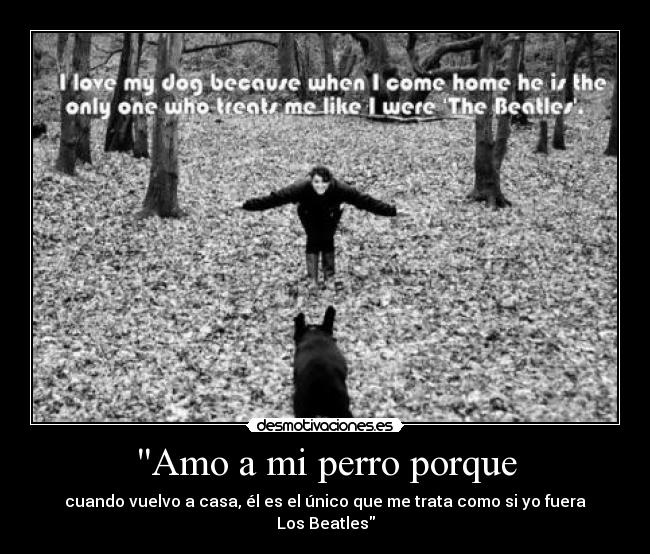 Amo a mi perro porque - cuando vuelvo a casa, él es el único que me trata como si yo fuera Los Beatles