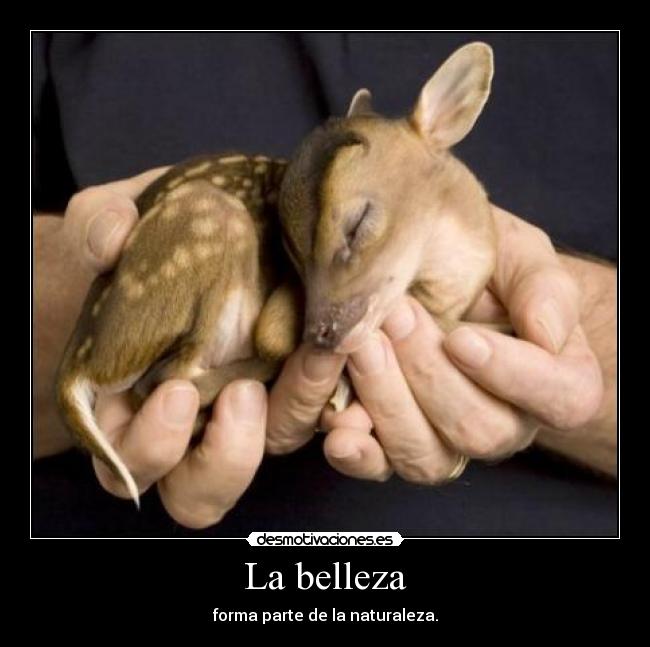 La belleza - forma parte de la naturaleza.