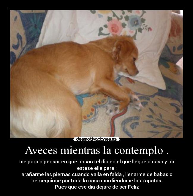 Aveces mientras la contemplo . - me paro a pensar en que pasara el dia en el que llegue a casa y no
estese ella para :
arañarme las piernas cuando valla en falda , llenarme de babas o
perseguirme por toda la casa mordiendome los zapatos.
Pues que ese dia dejare de ser Feliz