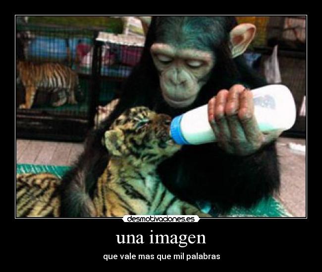 una imagen - 