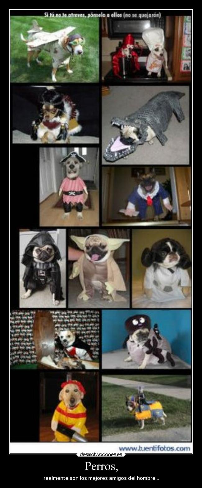 Perros, - realmente son los mejores amigos del hombre...