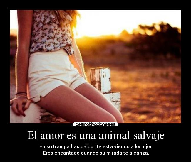 El amor es una animal salvaje -