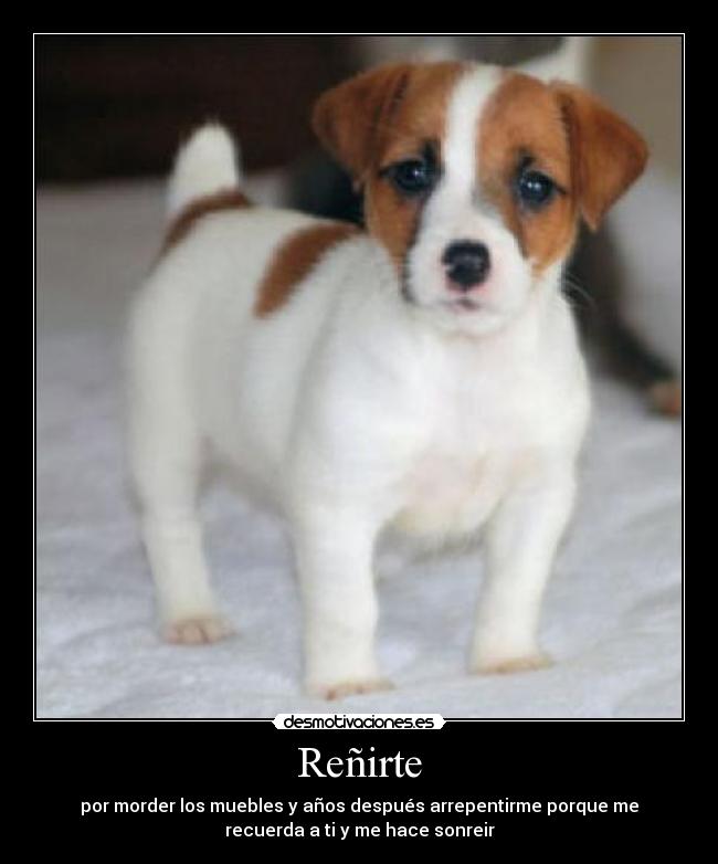 carteles perro renir mueble aranar morder recordar sonreir desmotivaciones