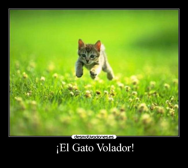 ¡El Gato Volador! - 