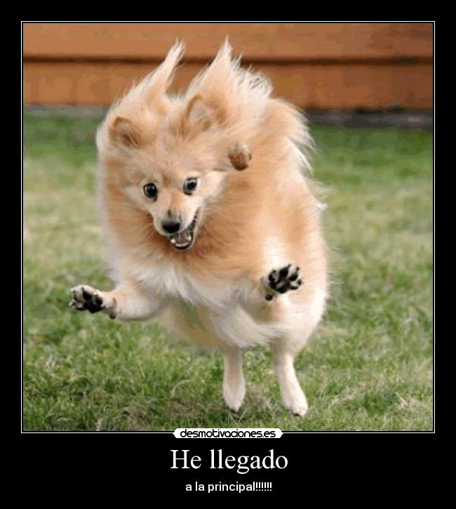 He llegado -