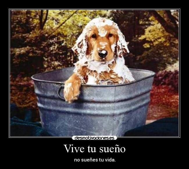 Vive tu sueño - 