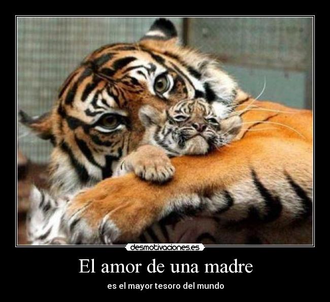 carteles amor madre amor madre desmotivaciones