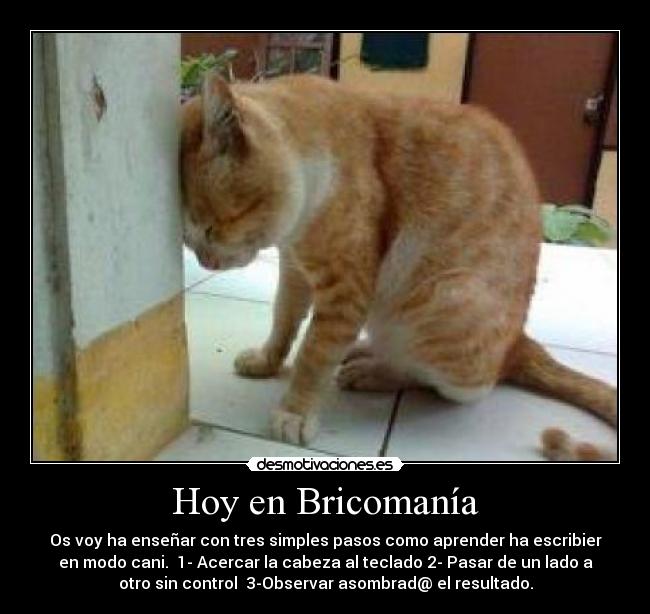 Hoy en Bricomanía - Os voy ha enseñar con tres simples pasos como aprender ha escribier
en modo cani.  1- Acercar la cabeza al teclado 2- Pasar de un lado a
otro sin control  3-Observar asombrad@ el resultado.