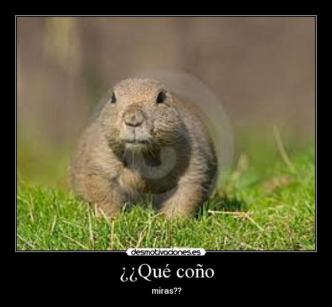 ¿¿Qué coño - miras??