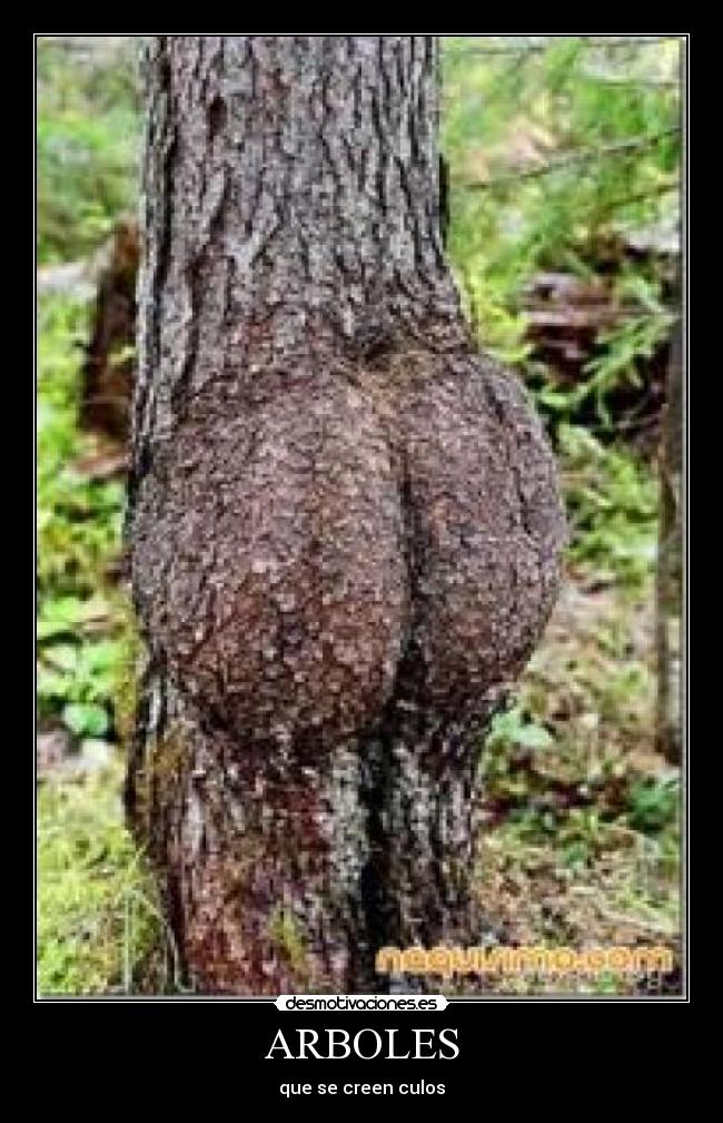ARBOLES -