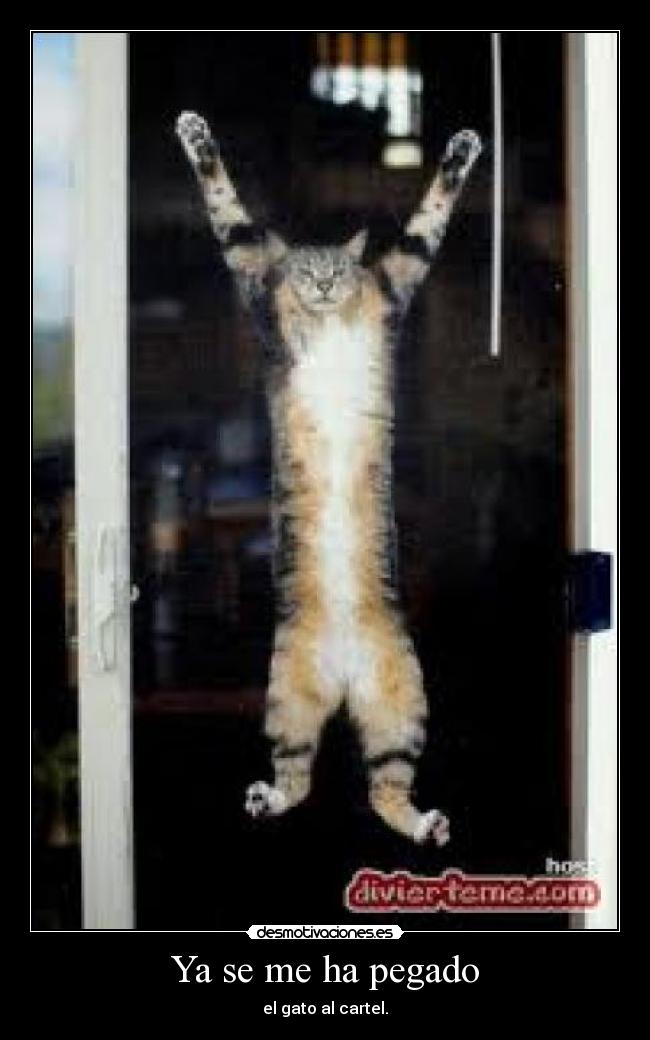 Ya se me ha pegado - el gato al cartel.