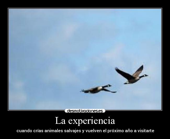 La experiencia -