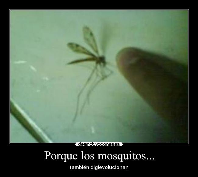 Porque los mosquitos... - 