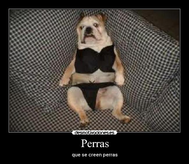 Perras - que se creen perras