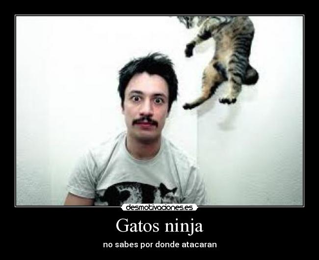 Gatos ninja - no sabes por donde atacaran