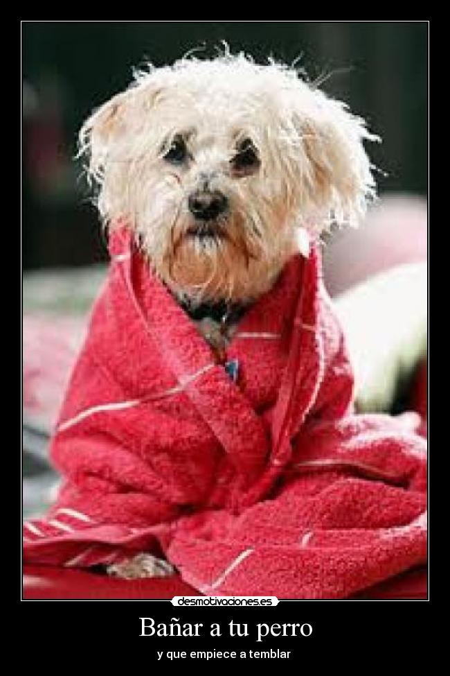 Bañar a tu perro - y que empiece a temblar