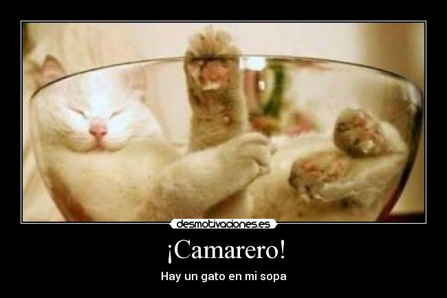 ¡Camarero! - Hay un gato en mi sopa