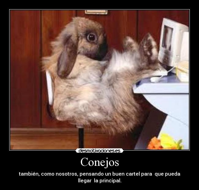 Conejos -