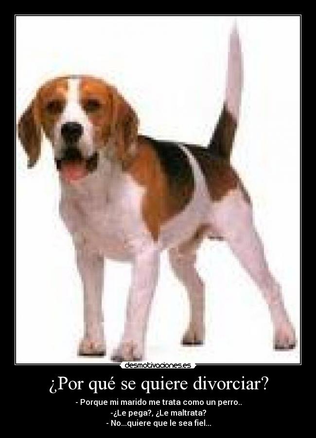 ¿Por qué se quiere divorciar? - - Porque mi marido me trata como un perro..
-¿Le pega?, ¿Le maltrata?
- No...quiere que le sea fiel...