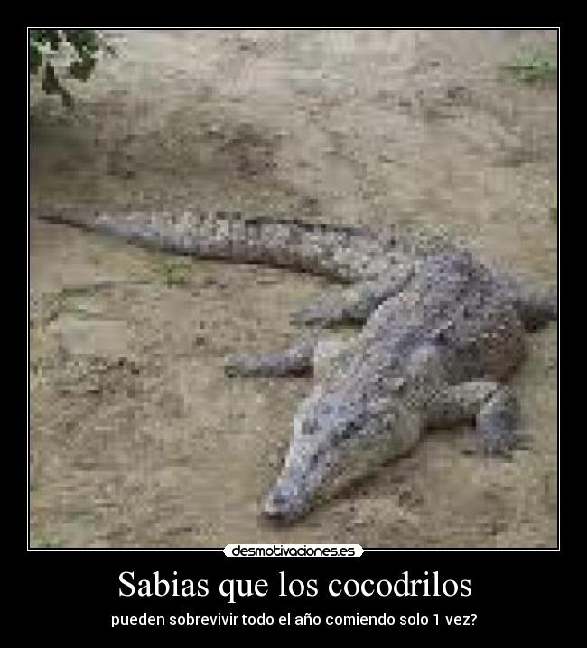 carteles sabias que desmotivaciones