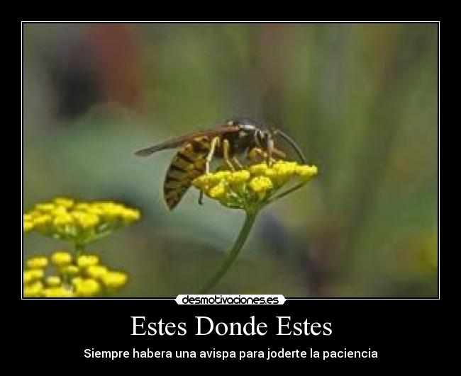 Estes Donde Estes - Siempre habera una avispa para joderte la paciencia