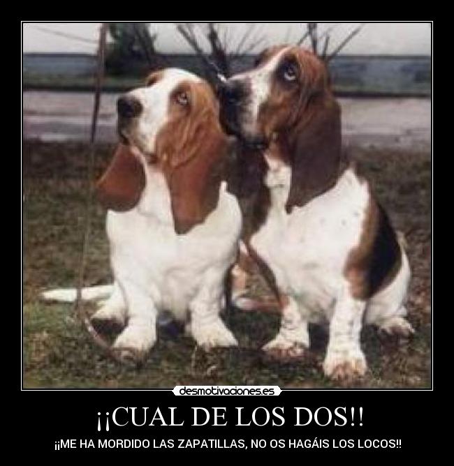 ¡¡CUAL DE LOS DOS!! - ¡¡ME HA MORDIDO LAS ZAPATILLAS, NO OS HAGÁIS LOS LOCOS!!