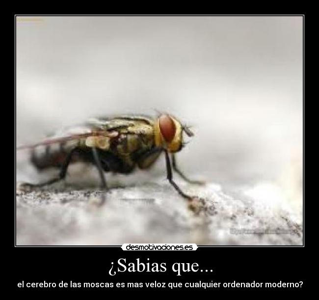¿Sabias que... - el cerebro de las moscas es mas veloz que cualquier ordenador moderno?