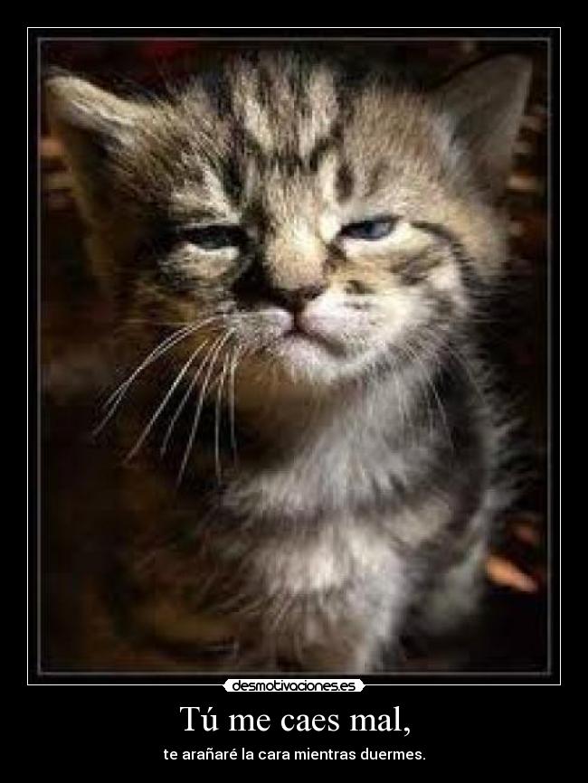 Tú me caes mal, - 