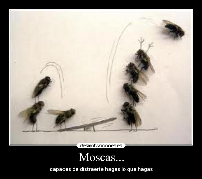 Moscas... -