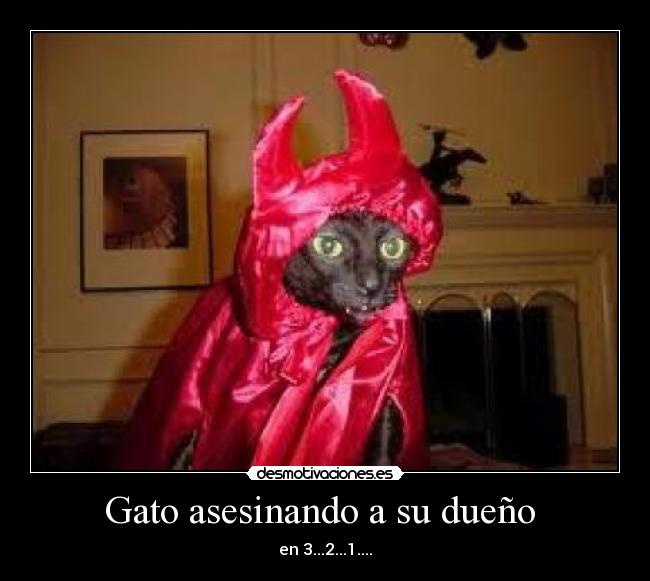 Gato asesinando a su dueño  - 