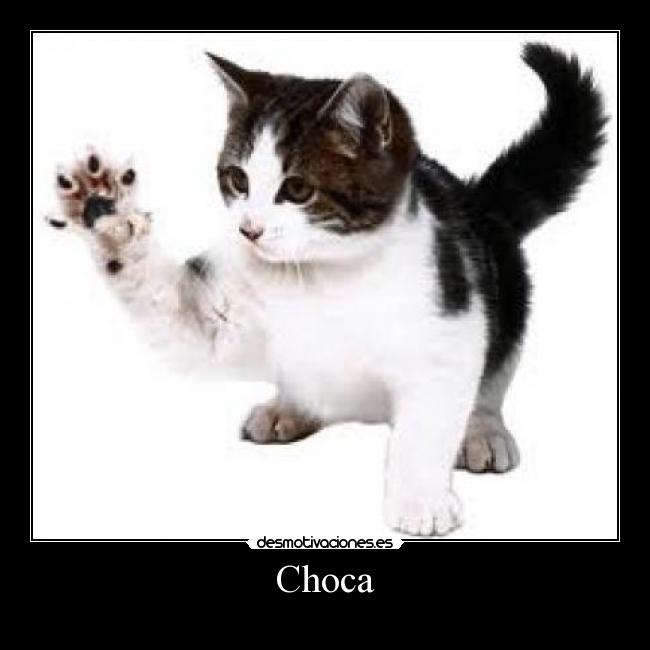 Choca - 