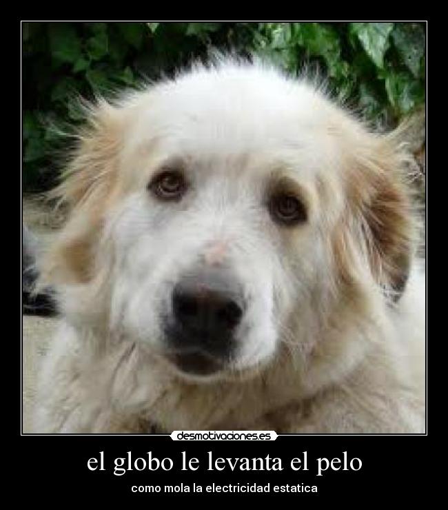 el globo le levanta el pelo - 